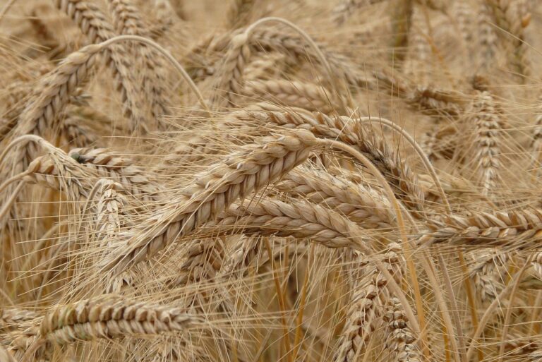 wheat, field, grass, wheat field, barley, crops, wheat crops, arable land, agriculture, farm, farming, cultivation, nature, landscape, rural, countryside, wheat, wheat, wheat, wheat, wheat, barley